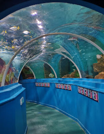 Blue Reef Aquarium Portsmouth